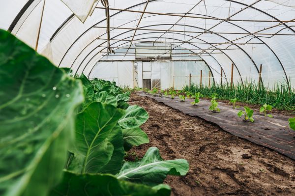 Greenhouse Demolition in Lake Charles